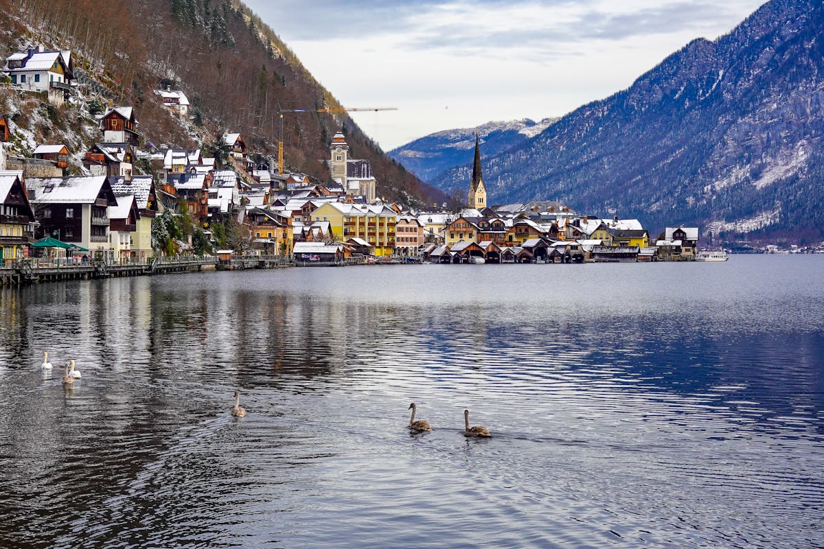 Swans on Hallstatt lake in winter with snowy village behind