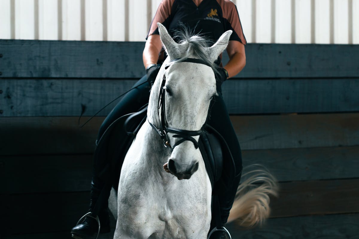 White horse and rider in an indoor riding arena during training session
