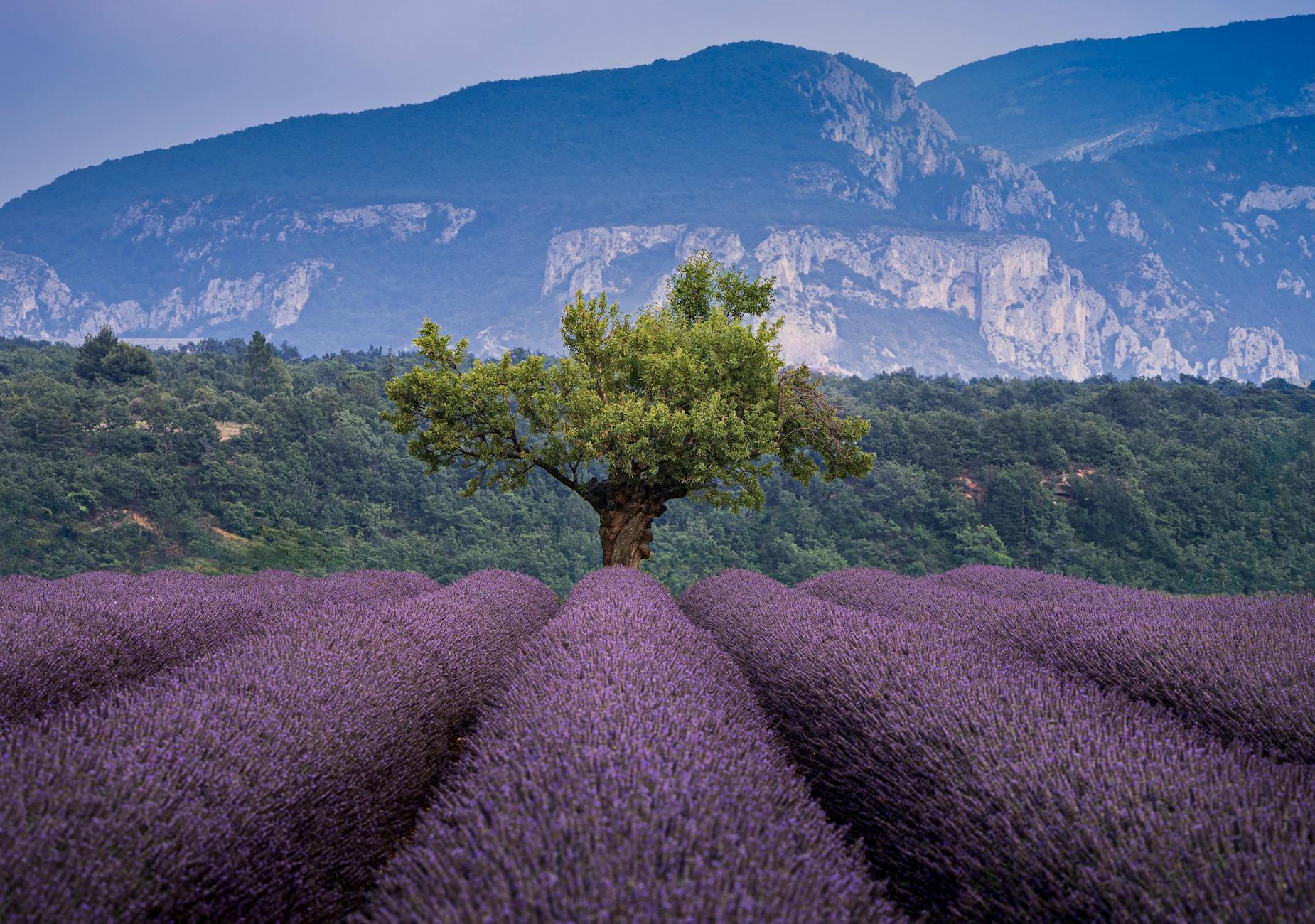 Scenic lavender field with a single tree and distant mountains in Valensole, Provence