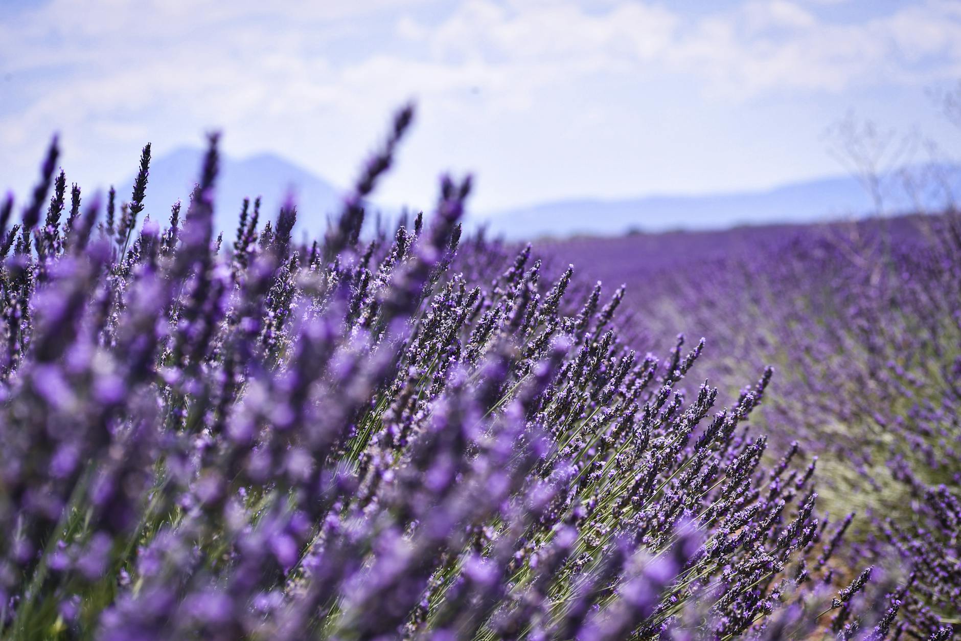 Purple lavender field stretching to the horizon under blue sky near Valensole, Provence