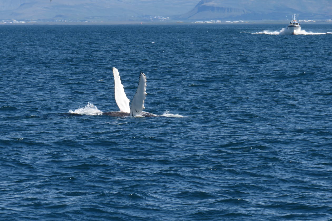 Humpback whale flippers visible near the coast of Reykjavik Iceland