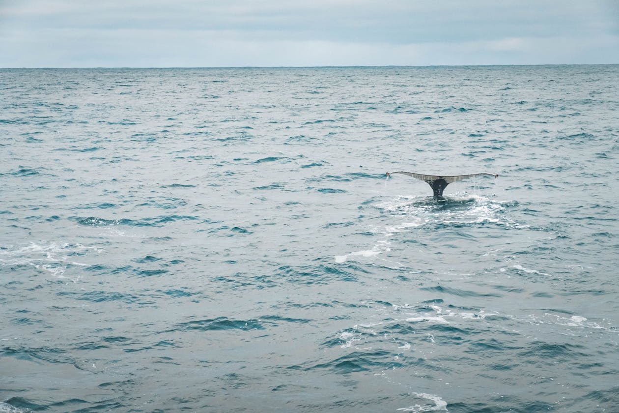 Whale tail breaking the ocean surface with Iceland coastline visible