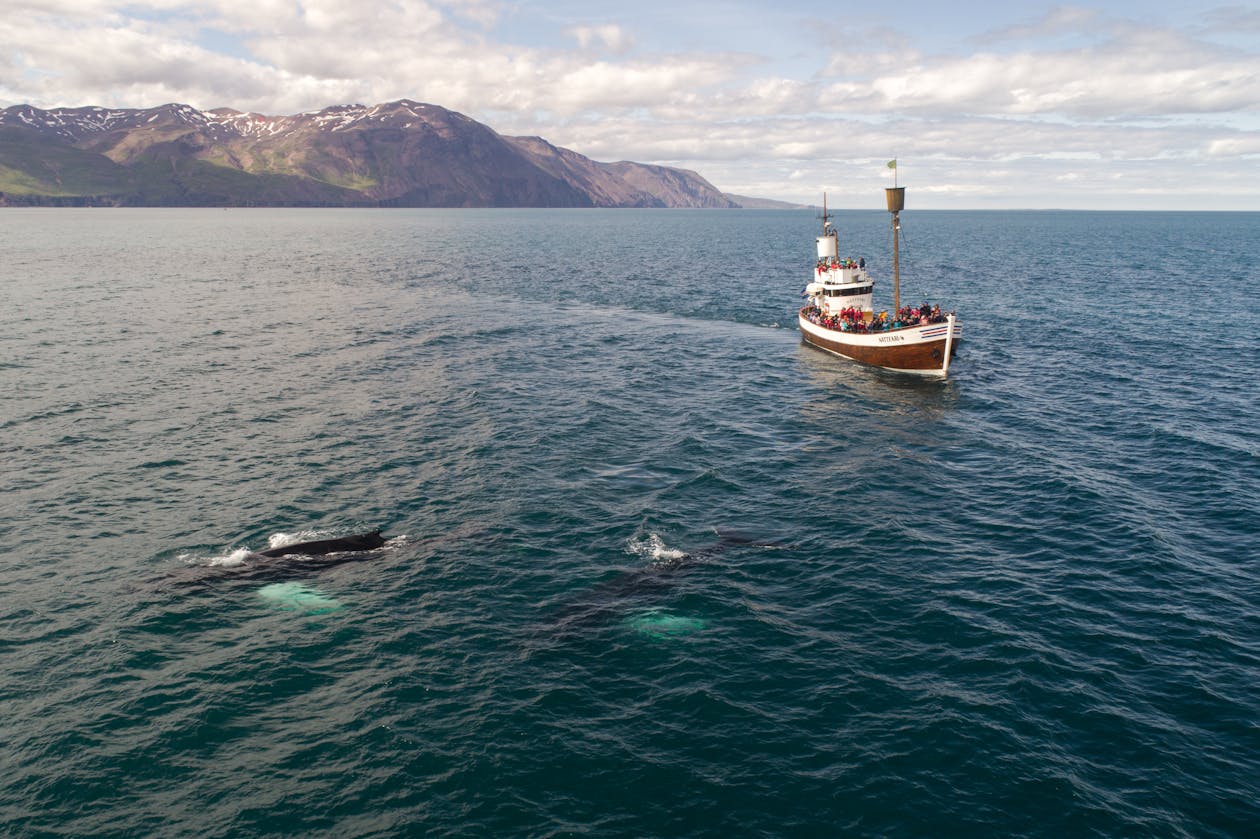 Tourists on a small boat watching a whale near mountainous Icelandic coast