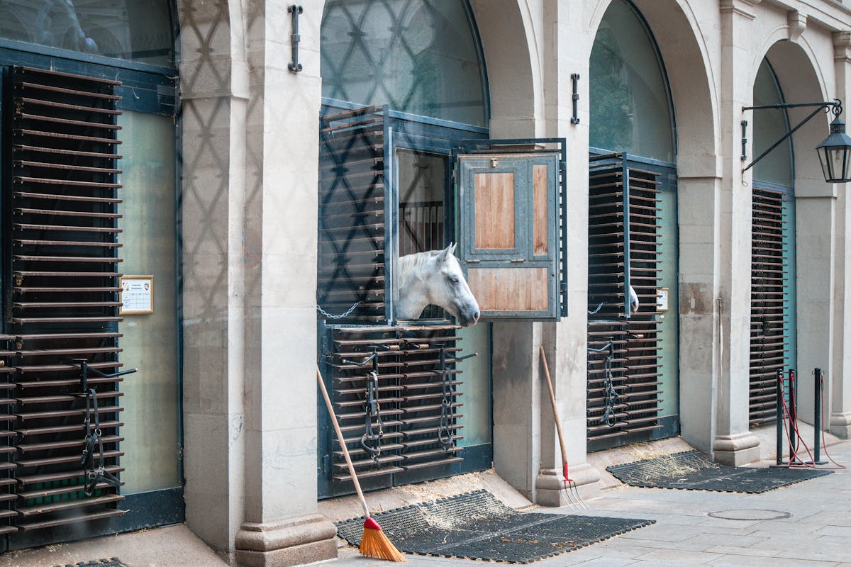 White horse peers from a stable window in a classical European setting