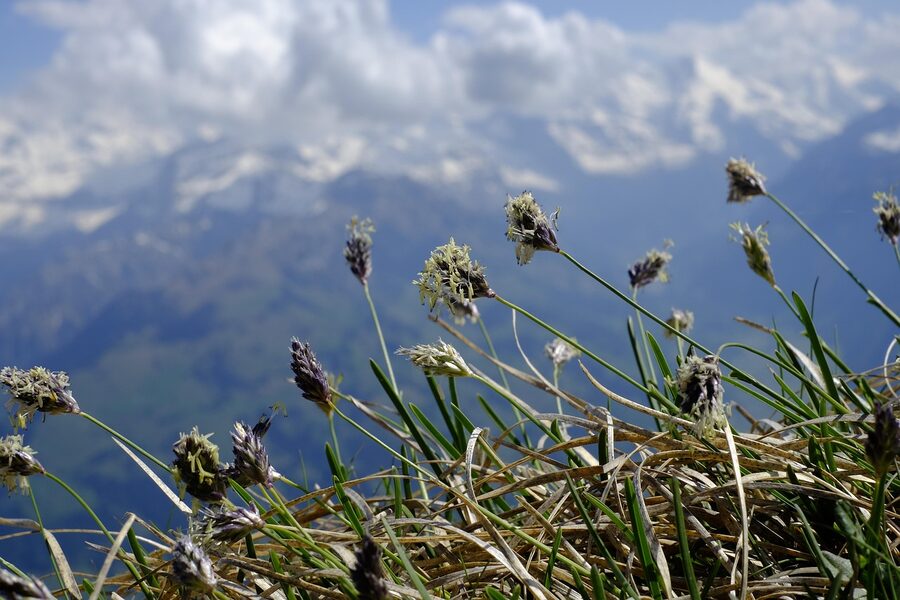 Pilatus hiking trail with grass and clouds