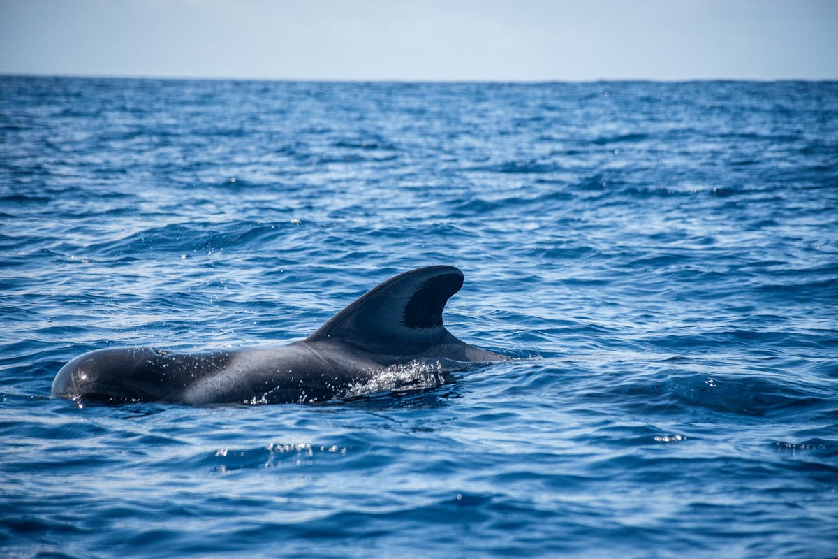 A pilot whale glides through clear ocean water off the coast of Spain
