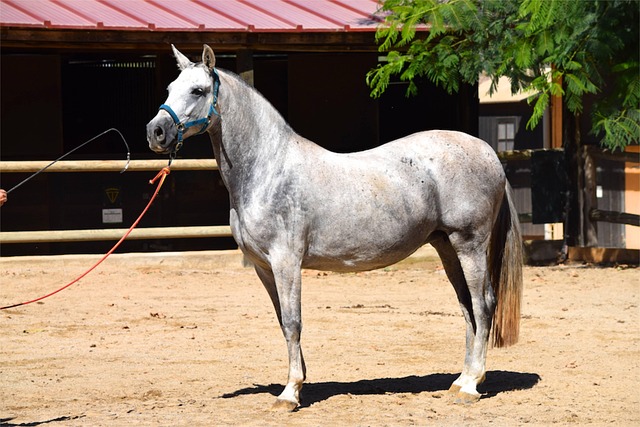White Andalusian horse standing in a green meadow