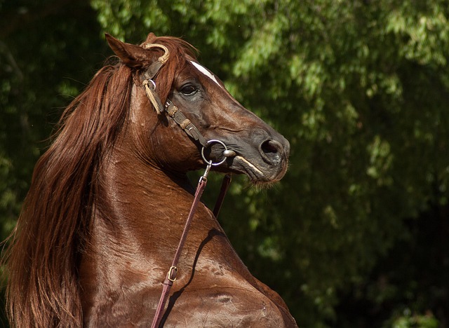 Horse performing dressage at an equestrian show
