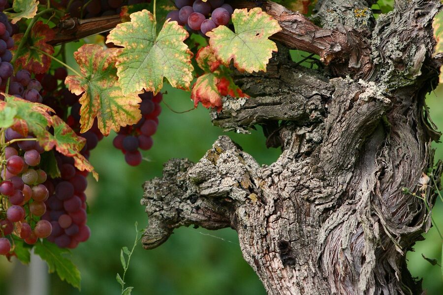 Rows of grapevines with ripe grapes in an Alsace vineyard