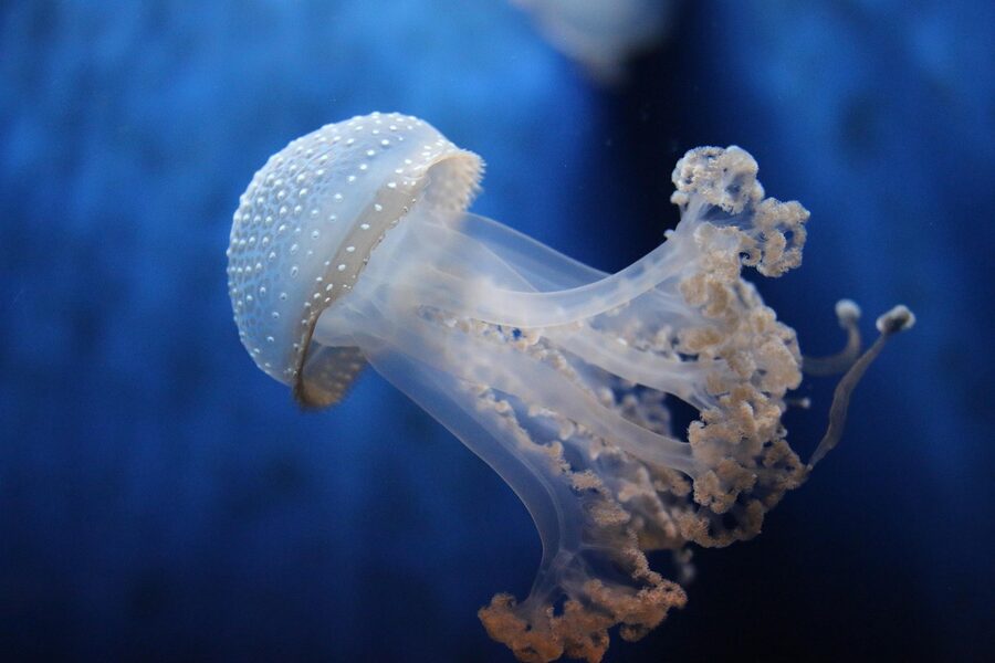 Close-up of a translucent jellyfish at the Genova Aquarium exhibit