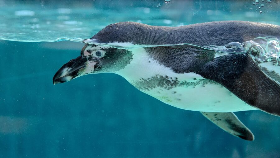 A penguin swimming in a zoo aquarium tank with blue water