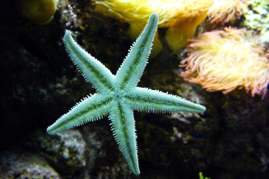 A child's hand gently touching a starfish in a shallow aquarium touch pool