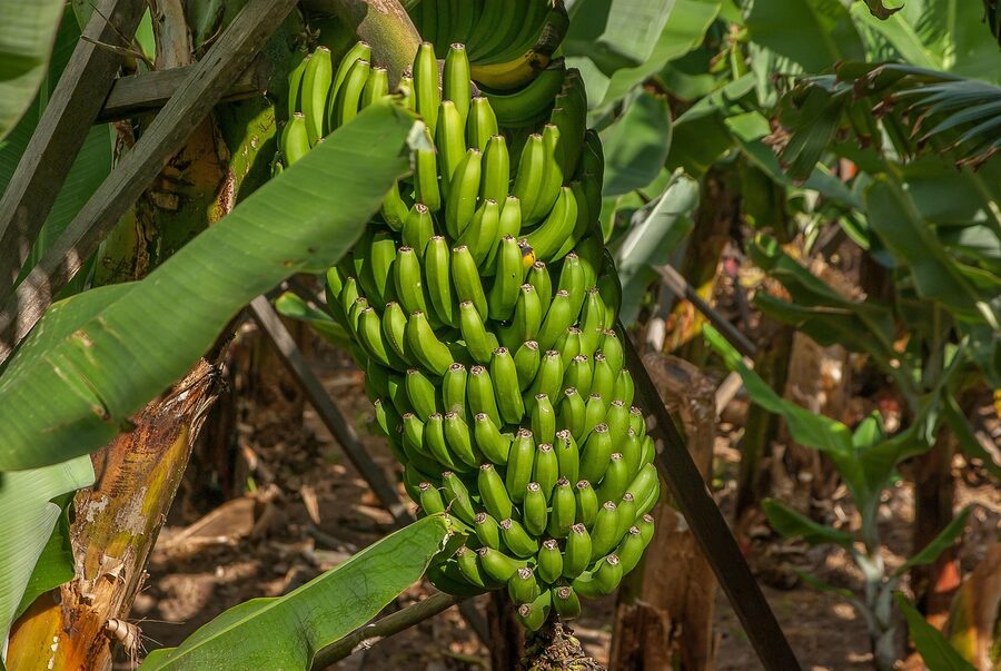 Green bananas ripening in bunches on a tropical tree
