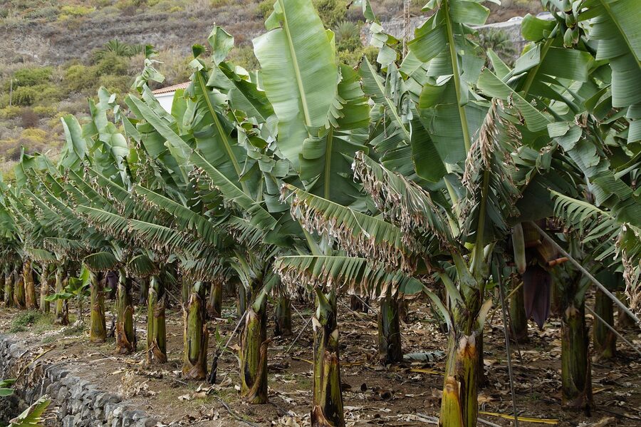 Banana tree in a plantation in Tenerife with green leaves