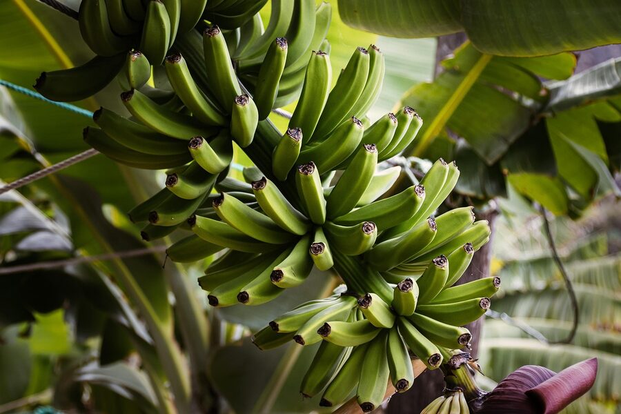 Unripe green bananas growing on a plant stalk