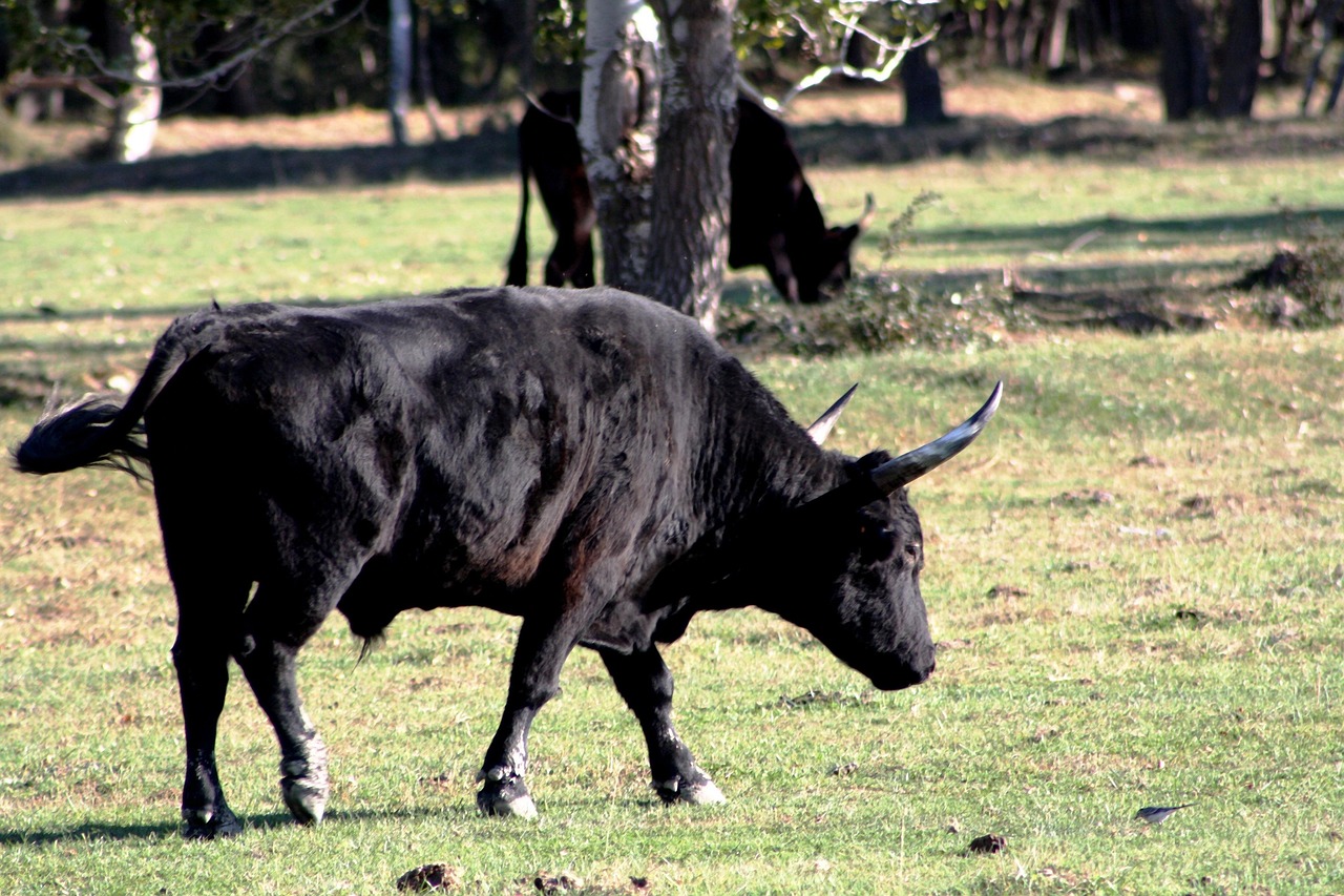 Black Camargue bull with horns standing in marshland