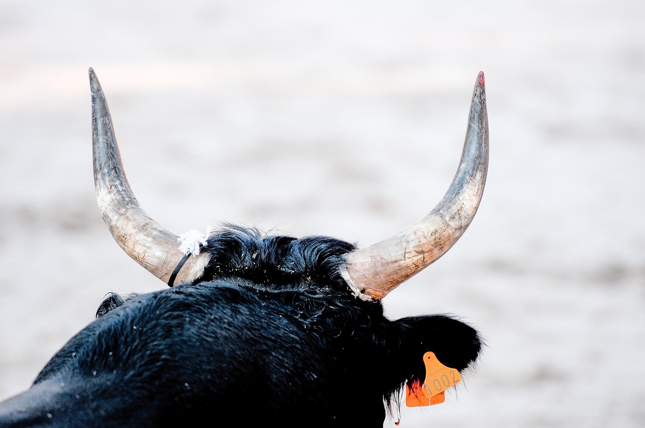Black Camargue bull in traditional bull race arena