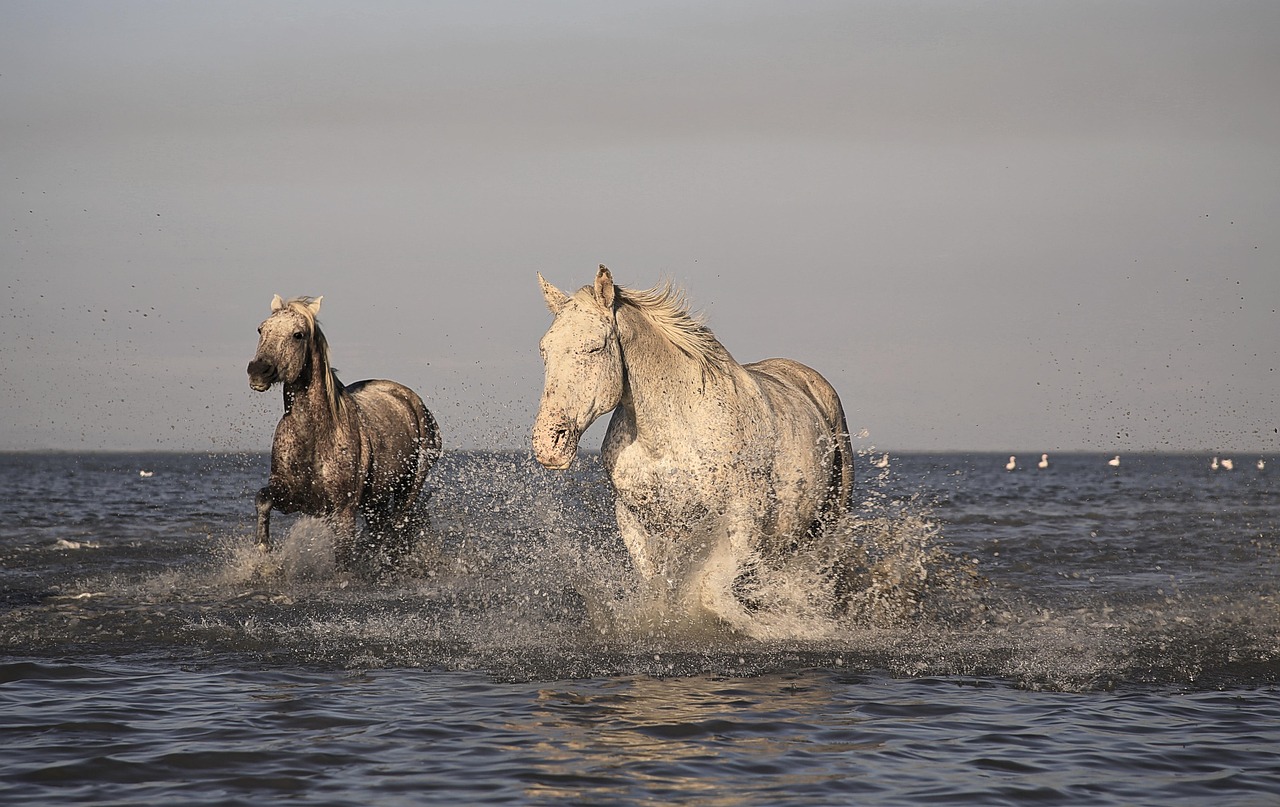 White Camargue horses galloping through shallow water in the delta marshlands