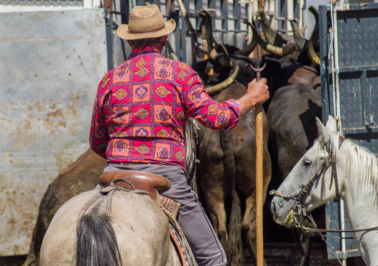 Camargue rider on horseback herding bulls through the countryside