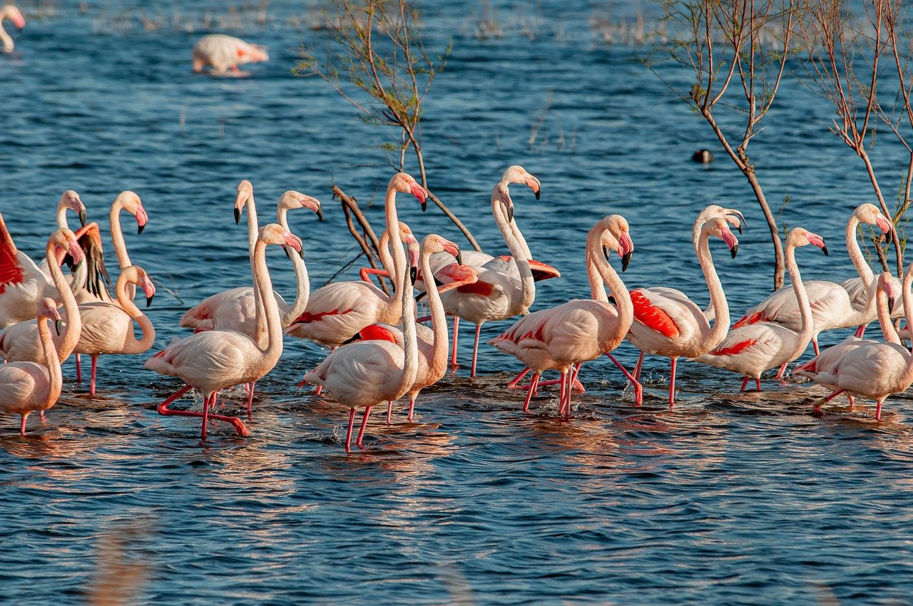 Flock of flamingos in a lake in the Camargue natural habitat in France