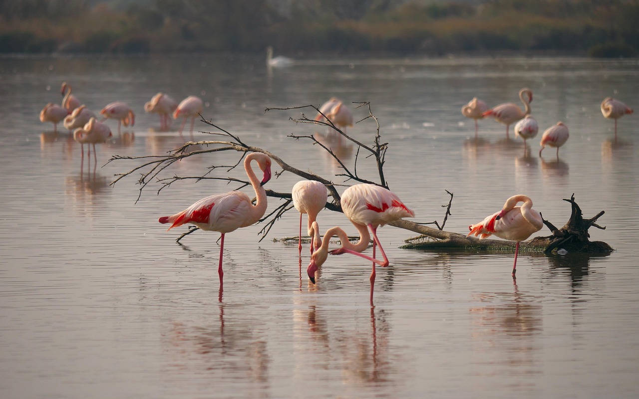 Pink flamingos wading in a shallow pond in the Camargue region