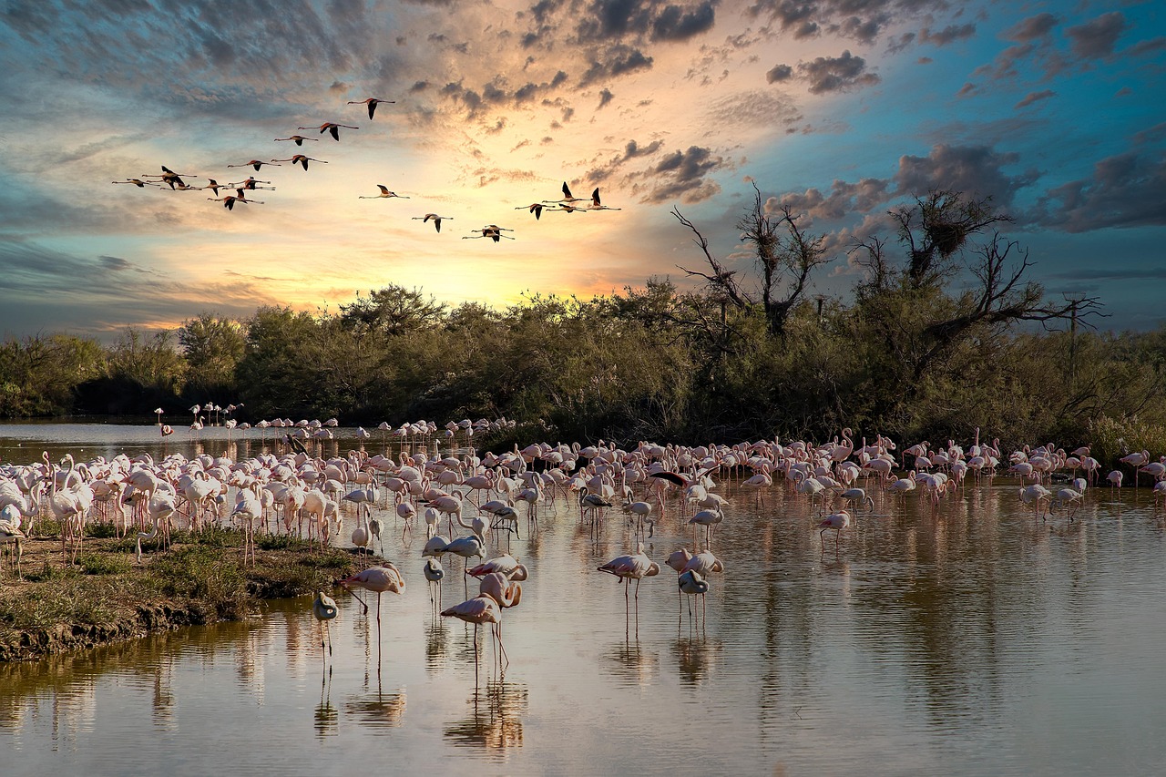 Flamingos at sunset over water with reflection in Saintes-Maries-de-la-Mer Camargue