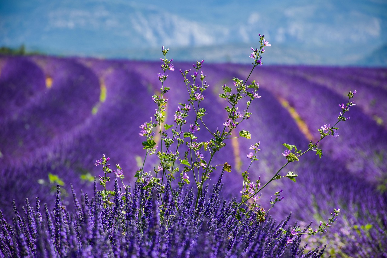Lavender field in full bloom in Provence near Moustiers-Sainte-Marie France