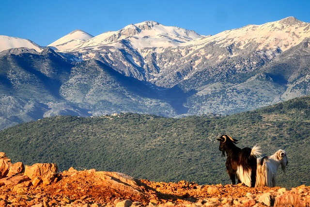 Wild mountain goats on rocky terrain in the mountains of Crete Greece