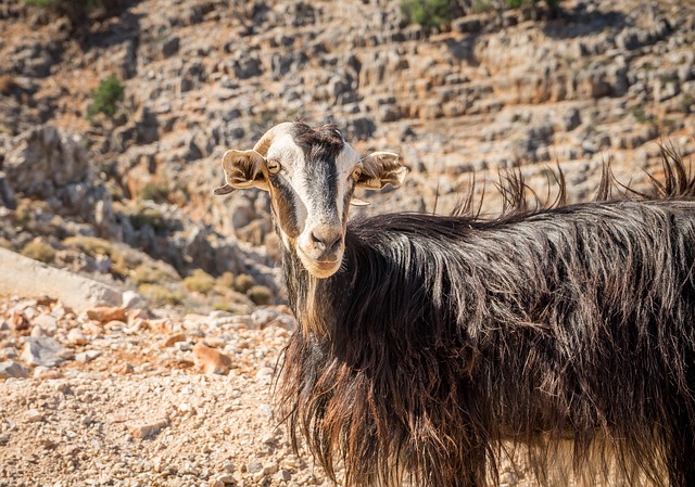 A wild goat standing on rocks in the Cretan landscape