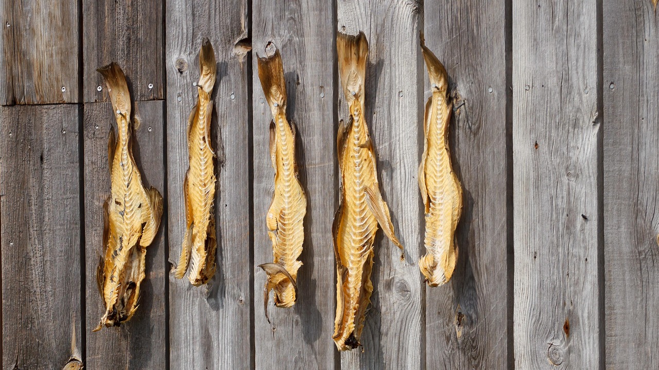 Traditional Icelandic dried fish hanging and displayed