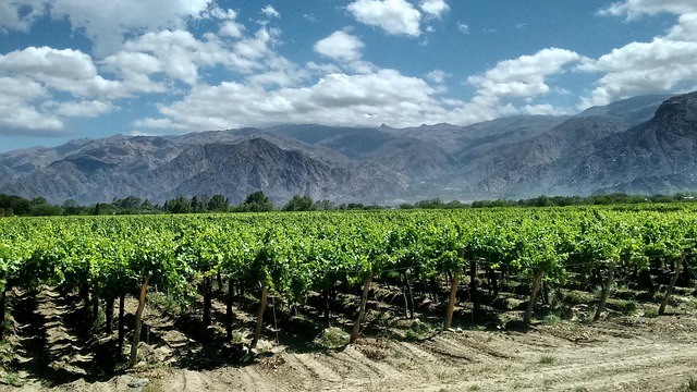 Vineyard rows with ripening grapes on the vine