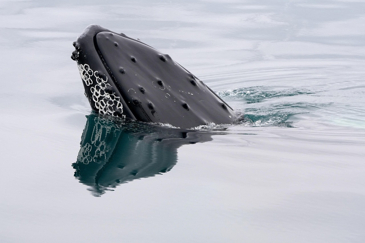 Close-up of a humpback whale surfacing near a boat in Icelandic waters