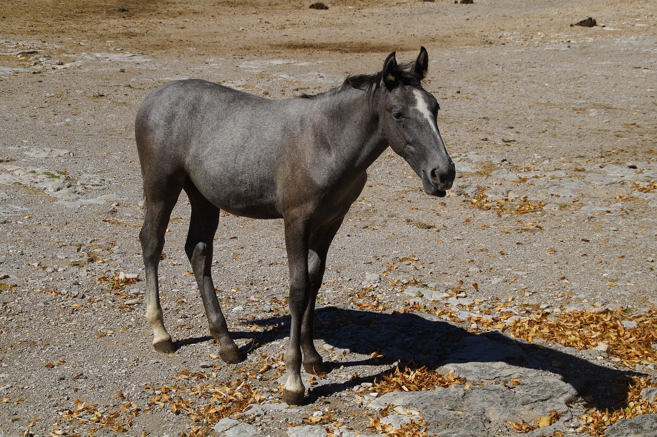Young brown Lipizzaner foal born with dark coat that will turn white over time