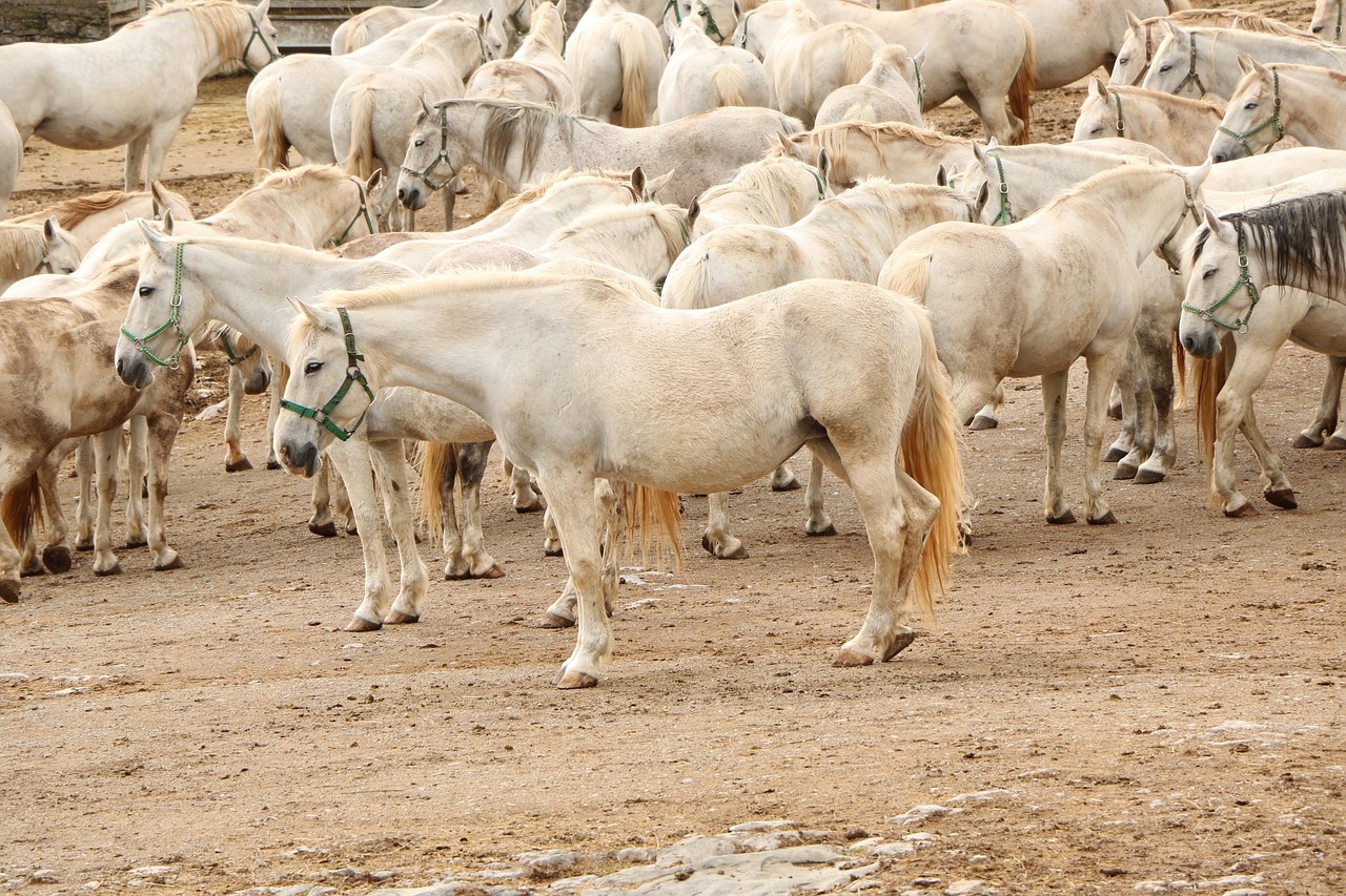 Herd of white Lipizzaner horses grazing in a green meadow at Piber stud farm in Austria