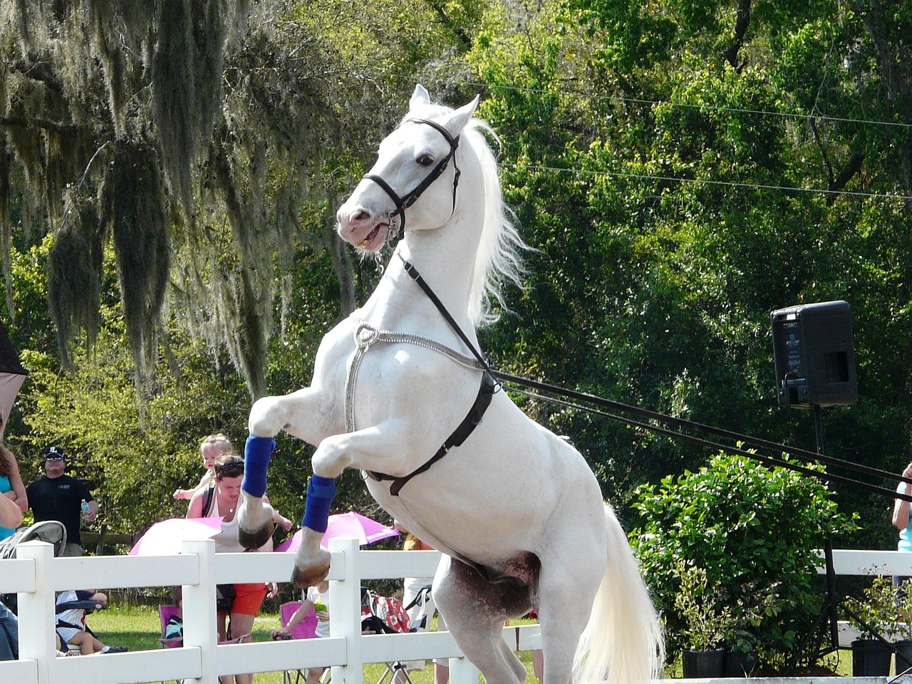 Lipizzaner stallion showing the breed distinctive white coat and powerful build