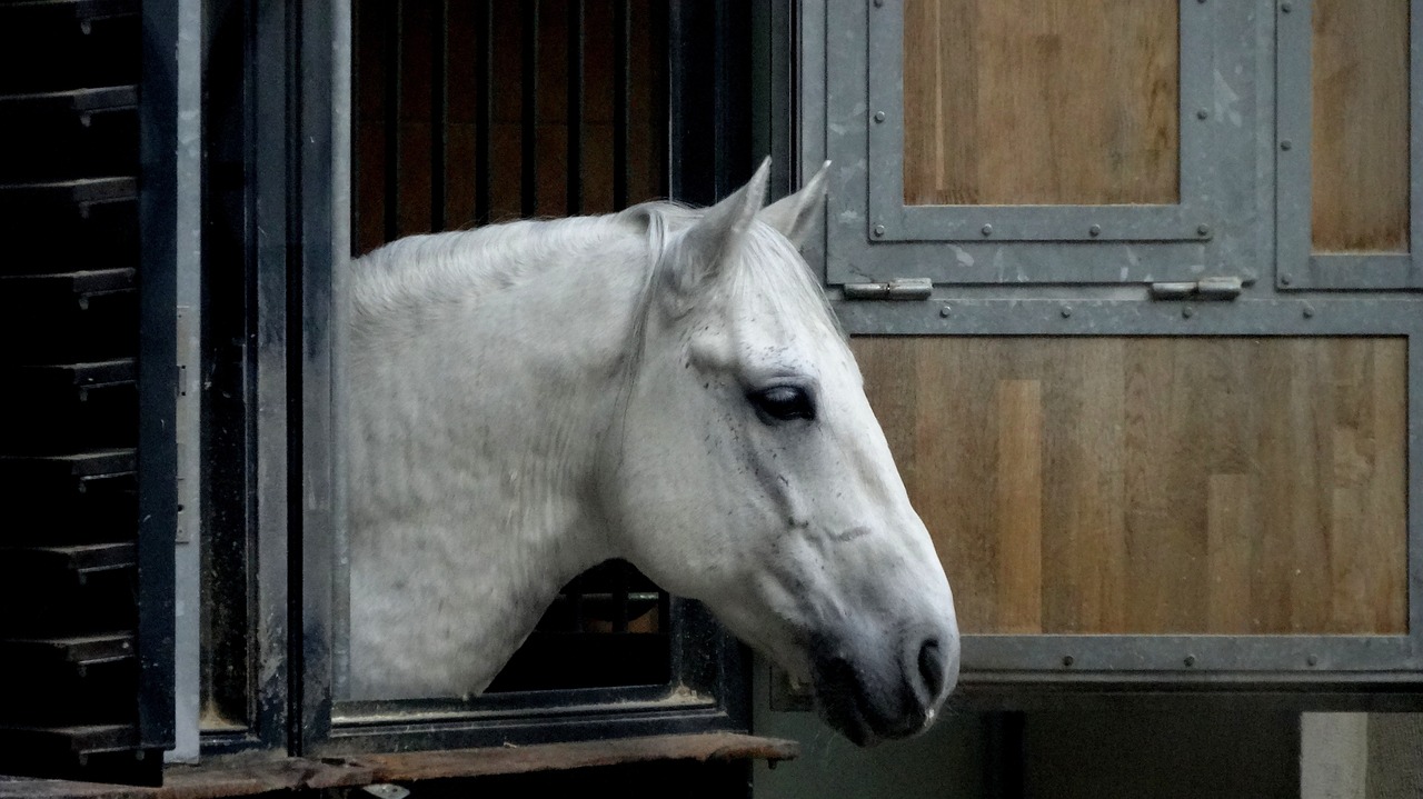 White Lipizzaner stallion looking out from the Spanish Riding School stables in Vienna