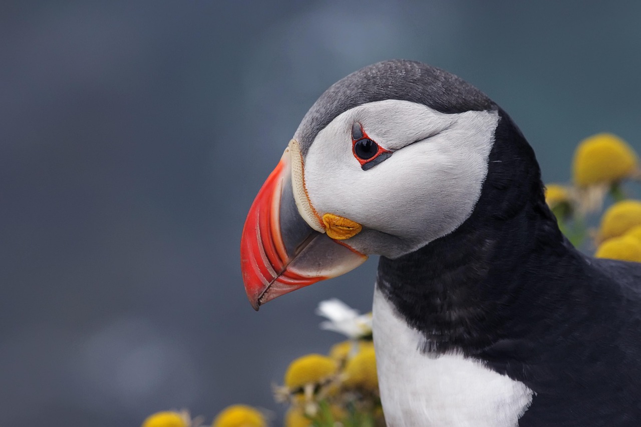 Close-up portrait of an Atlantic puffin with colorful beak in Iceland