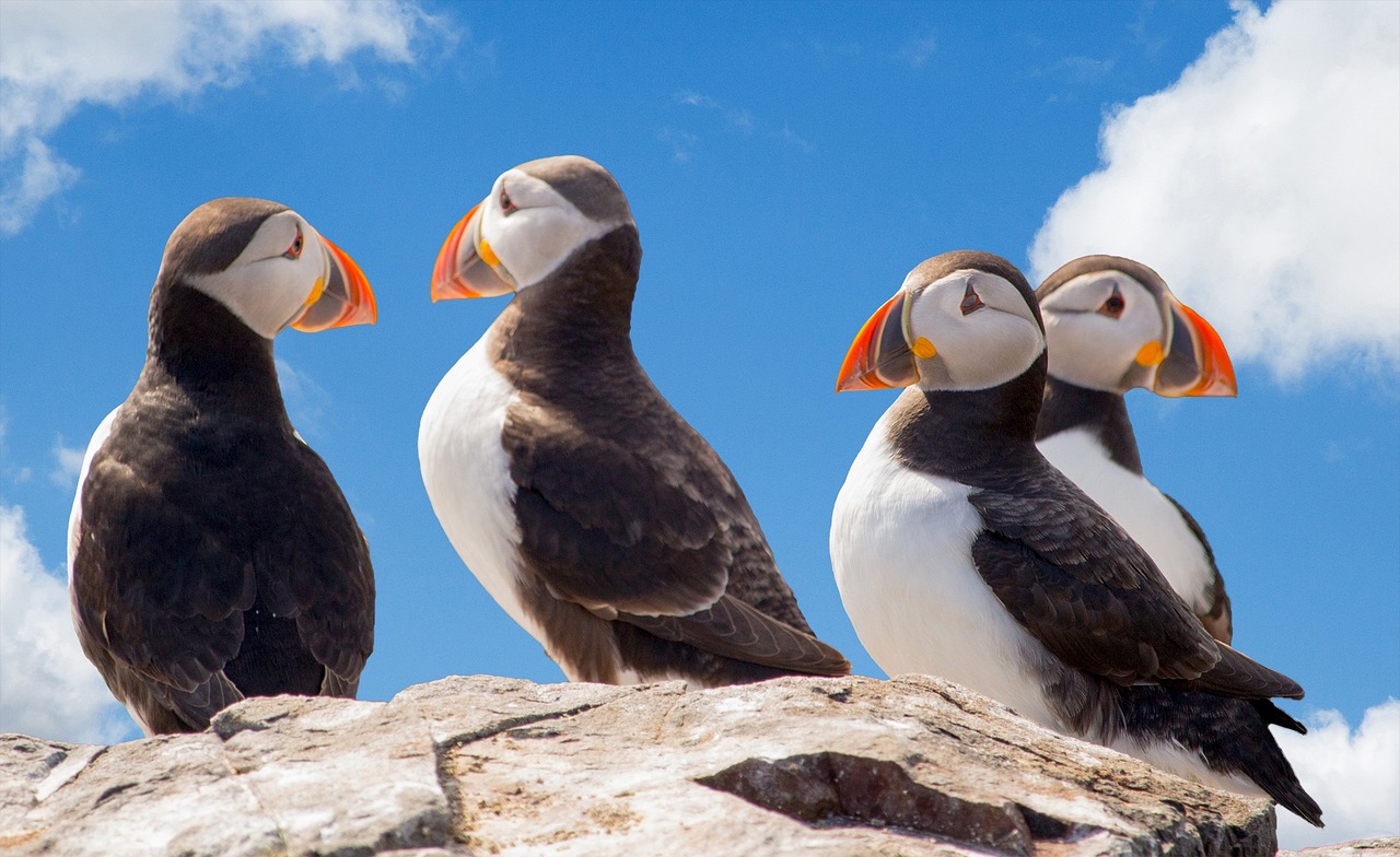 Several Atlantic puffins standing on a grassy cliff in Iceland