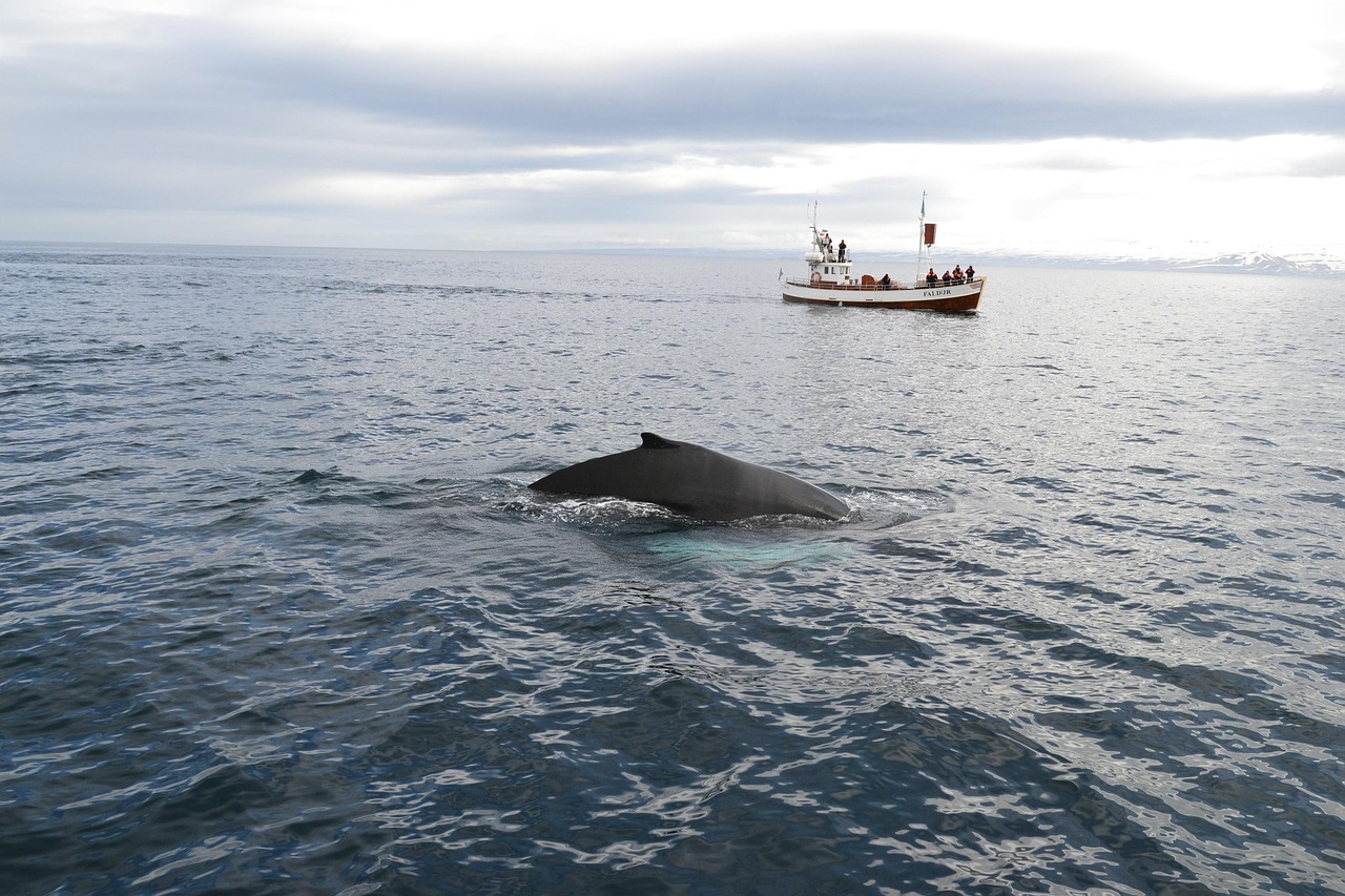 Humpback whale blowhole spray visible against overcast Icelandic sky