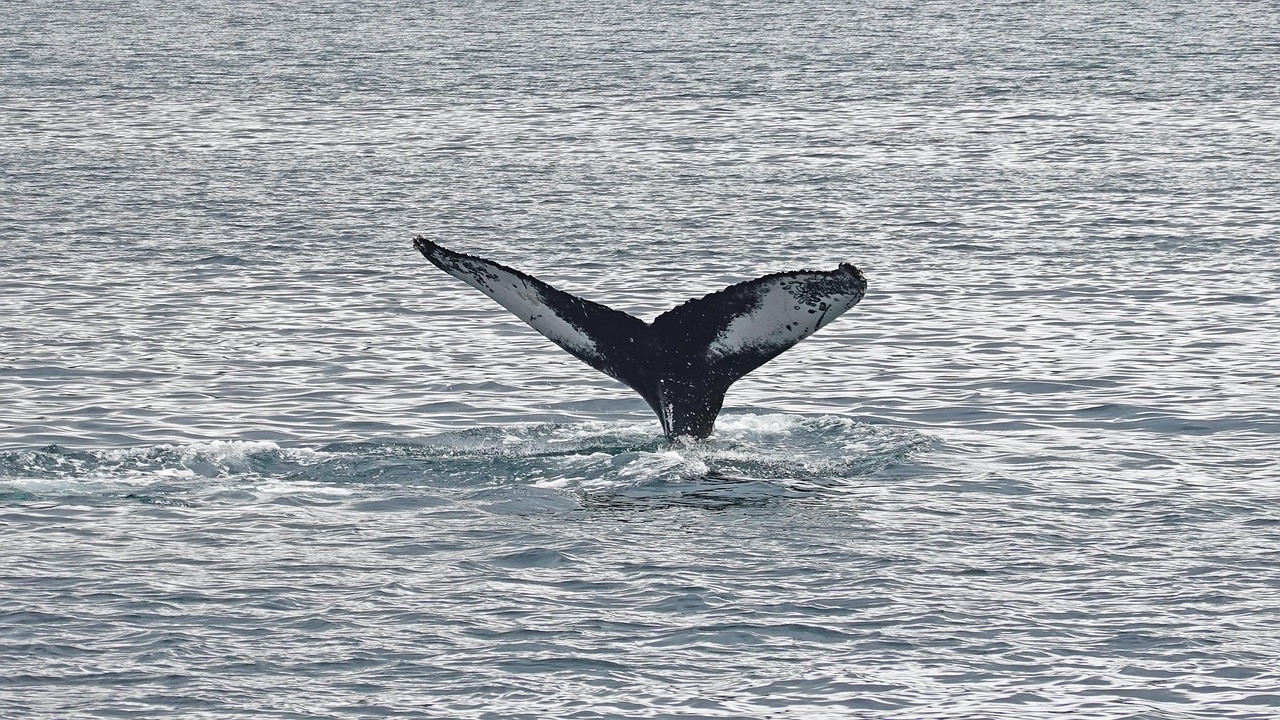 Humpback whale tail rising from ocean waters off the coast of Iceland