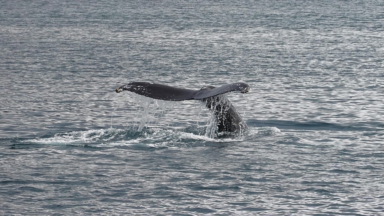 Whale fluke visible above the ocean surface with Icelandic mountains in the background