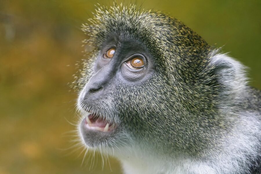 Close-up of a primate face looking directly at the camera in a zoo