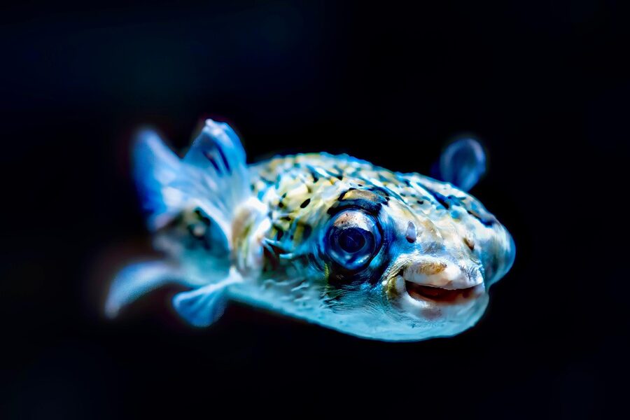 An exotic pufferfish swimming in a tropical aquarium display