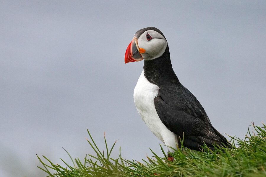 Atlantic puffin Iceland wildlife close up