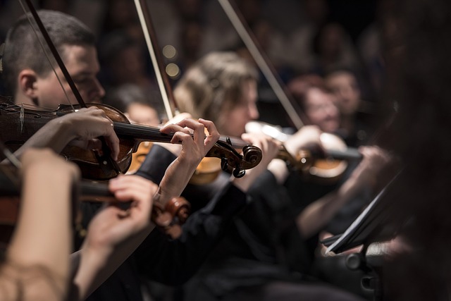 Violins in a classical orchestra during a live performance