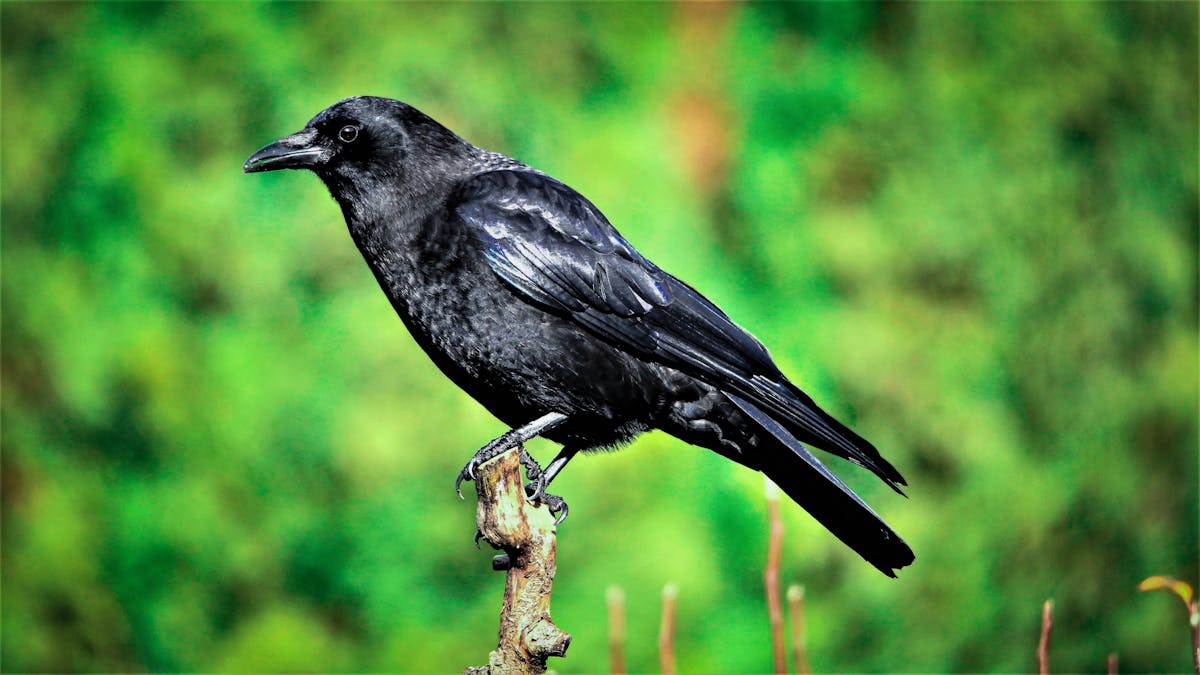 A black raven perched on a branch in natural surroundings