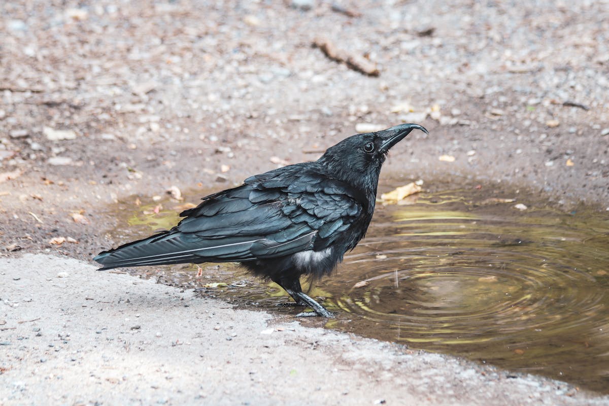Close-up of a raven standing on a wet surface