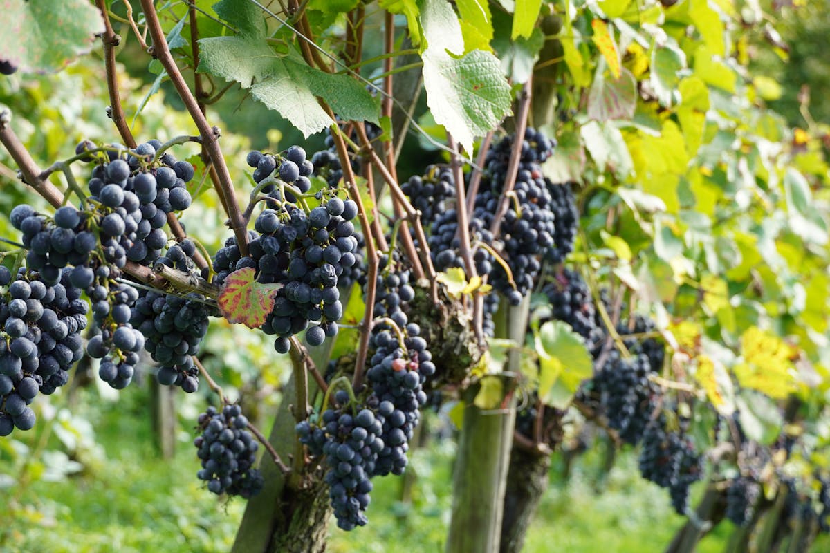 Clusters of ripe red grapes hanging from vines in a vineyard ready for harvest