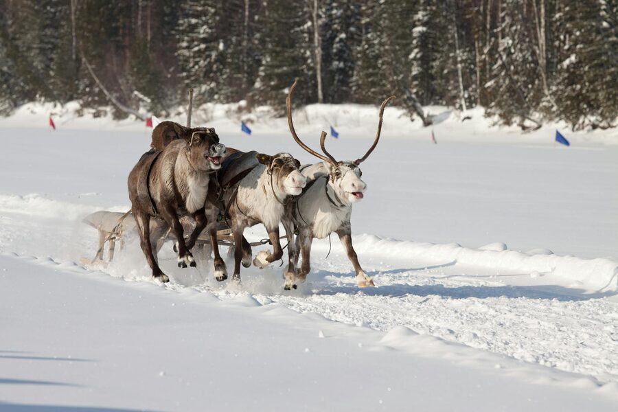 Reindeer team running through a snowy forest