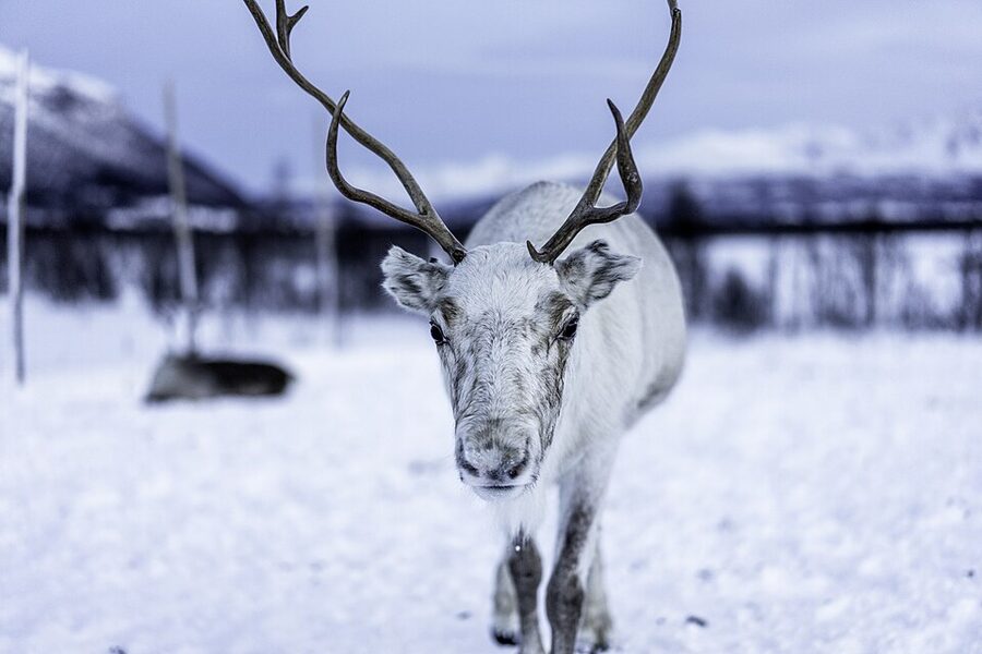 A reindeer in Tromsø snow